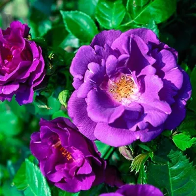 Саженцы роз РАПСОДИЯ ИН БЛЮ шраб — описание сорта Саженцы роз РАПСОДИЯ ИН БЛЮ шраб в Москве