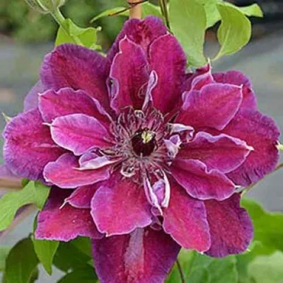 Клематис МАЙ БЬЮТИ — описание сорта Клематис МАЙ БЬЮТИ в Москве