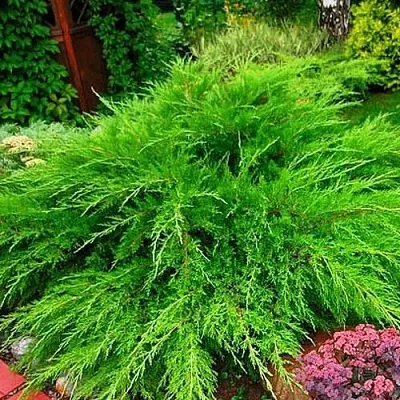 Можжевельник МИНТ ДЖУЛЕП средний  Можжевельник средний Mint Julep (МИНТ ДЖУЛЕП) в Москве