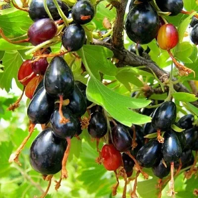 Смородина золотистая БОКАЛИНСКАЯ  Смородина золотистая БОКАЛИНСКАЯ в Москве