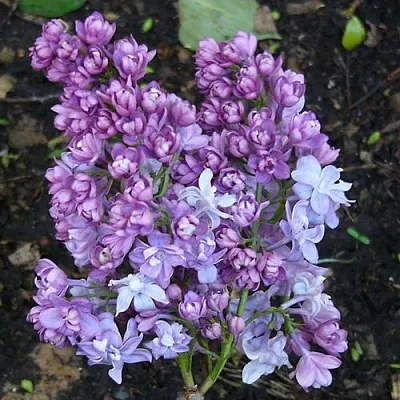 Сирень НАДЕЖДА  Сирень НАДЕЖДА в Москве