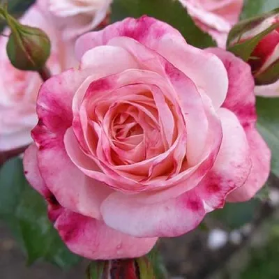 Саженцы роз РОЗЕНШТАДТ ФРАЙЗИНГ шраб  Саженцы роз РОЗЕНШТАДТ ФРАЙЗИНГ шраб в Москве