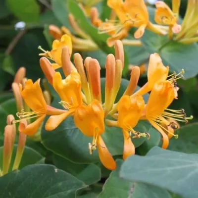 Жимолость ТЕЛЬМАНА в Москве