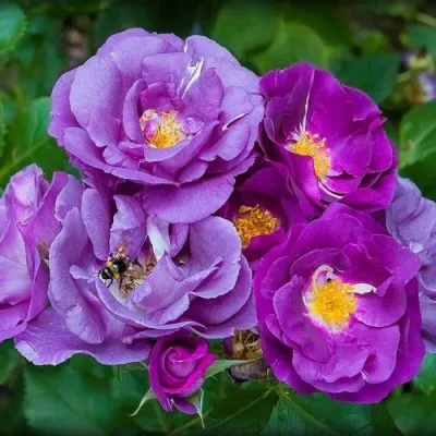 Саженцы роз РАПСОДИЯ ИН БЛЮ шраб — описание сорта Саженцы роз РАПСОДИЯ ИН БЛЮ шраб в Москве