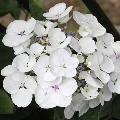 Гортензия ЛИБЕЛЛЕ крупнолистная  Гортензия ЛИБЕЛЛЕ крупнолистная в Москве