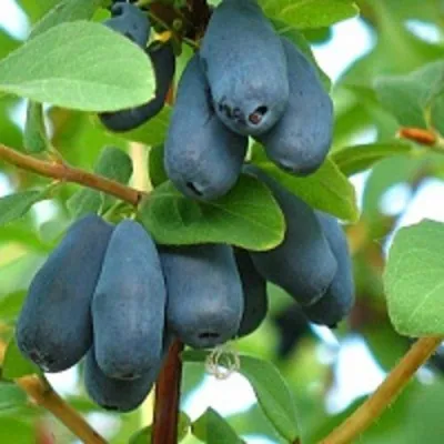 Жимолость съедобная ЮГАНА — описание сорта Жимолость съедобная ЮГАНА в Москве