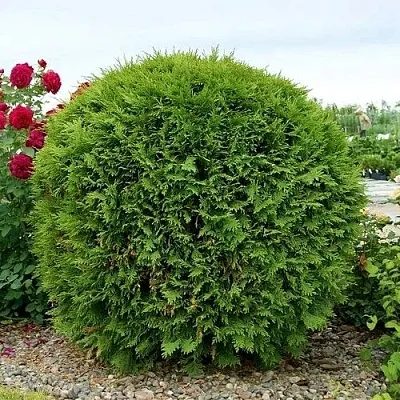 Туя ВУДВАРДИ западная  Туя ВУДВАРДИ западная в Москве