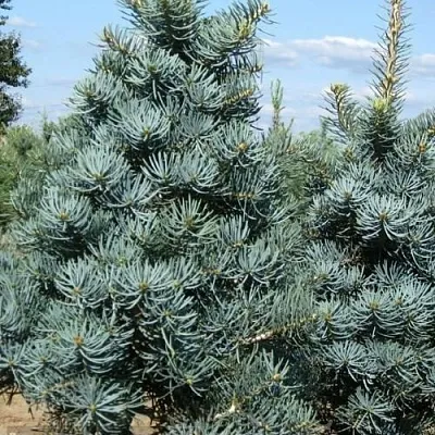 Пихта КОНКОЛОР  Пихта КОНКОЛОР в Москве