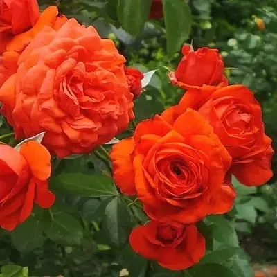 Саженцы роз МАЙНТАУЭР плетистая  Саженцы роз МАЙНТАУЭР плетистая в Москве