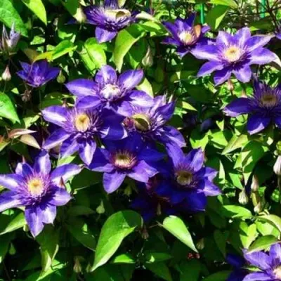 Клематис МУЛЬТИ БЛЮ в Москве