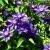 Клематис МУЛЬТИ БЛЮ в Москве