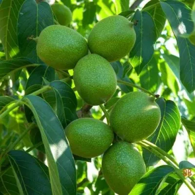 Грецкий орех САМОХВАЛОВИЧСКИЙ 2 — описание сорта Грецкий орех САМОХВАЛОВИЧСКИЙ 2 в Москве