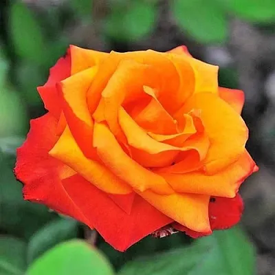 Саженцы роз ТЕМПИ МОДЕРНИ чайно-гибридная  Саженцы роз ТЕМПИ МОДЕРНИ чайно-гибридная в Москве