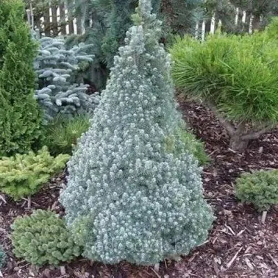 Ель САНДЕРС БЛЮ канадская — описание сорта Ель САНДЕРС БЛЮ канадская в Москве