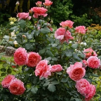 Саженцы роз ЛОРАН КАБРОЛЬ шраб — описание сорта Саженцы роз ЛОРАН КАБРОЛЬ шраб в Москве