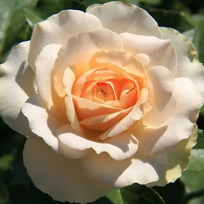 Саженцы роз САН СУСИ флорибунда  Саженцы роз САН СУСИ флорибунда в Москве