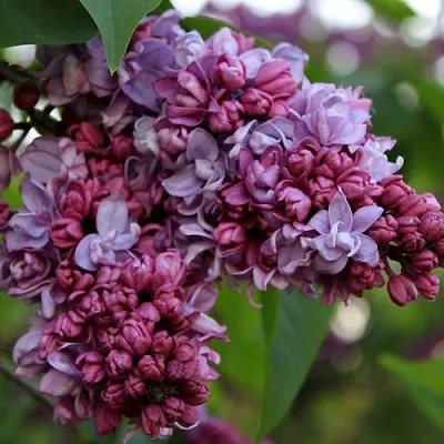 Сирень П.П.КОНЧАЛОВСКИЙ  Сирень П.П.КОНЧАЛОВСКИЙ в Москве