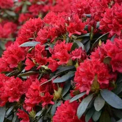 Рододендрон БУЗУКИ  Рододендрон БУЗУКИ в Москве