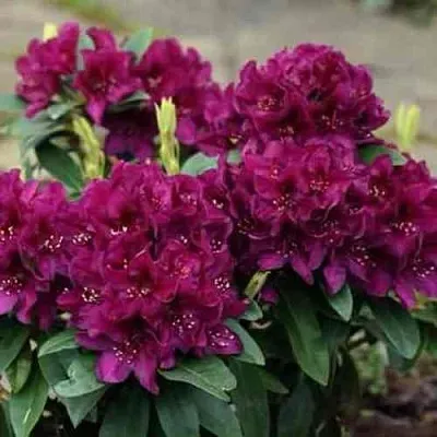 Рододендрон КАЛИ  Рододендрон КАЛИ в Москве