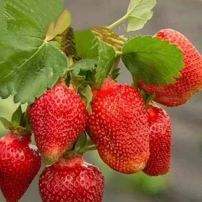 Клубника АЗИЯ  Клубника АЗИЯ в Москве