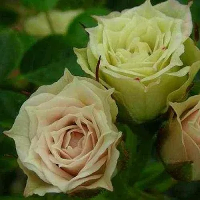 Саженцы роз ГРИН ДАЙМОНД миниатюрная  Саженцы роз ГРИН ДАЙМОНД миниатюрная в Москве