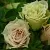 Саженцы роз ГРИН ДАЙМОНД миниатюрная в Москве