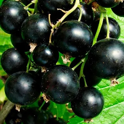 Чёрная  Чёрная в Москве