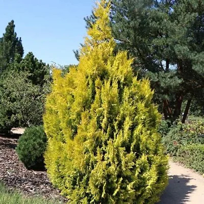 Туя СТОУНХАМ ГОЛД складчатая в Москве