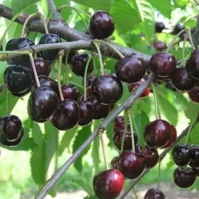 Черешня ЛЮБИМИЦА АСТАХОВА — описание сорта Черешня ЛЮБИМИЦА АСТАХОВА в Москве