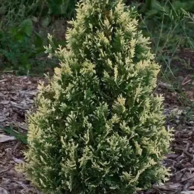 Туя БРАБАНТ ВАРИЕГАТТА западная — описание сорта Туя БРАБАНТ ВАРИЕГАТТА западная в Москве