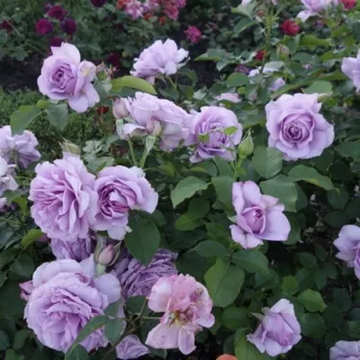 Саженцы роз ЛАВ СОНГ флорибунда — описание сорта Саженцы роз ЛАВ СОНГ флорибунда в Москве