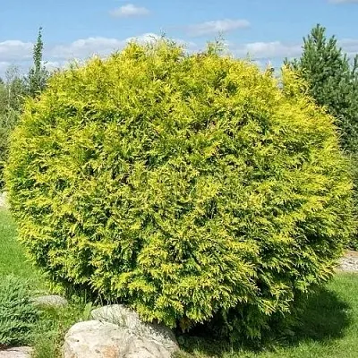 Туя ГОЛДЕН ГЛОБ западная  Туя ГОЛДЕН ГЛОБ западная в Москве