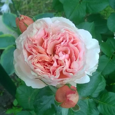 Саженцы роз ФИЛИНГ чайно-гибридная  Саженцы роз ФИЛИНГ чайно-гибридная в Москве