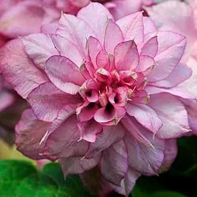 Клематис ИННОСЕНТ ГЛАНС  Клематис ИННОСЕНТ ГЛАНС в Москве