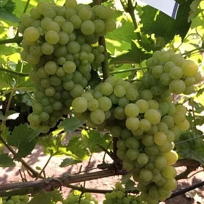 Виноград КИШМИШ 311 в Москве