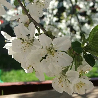 Вишня УМБРАКУЛИФЕРА  Вишня УМБРАКУЛИФЕРА в Москве