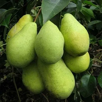 Груша ФЕВРАЛЬСКИЙ СУВЕНИР  Груша ФЕВРАЛЬСКИЙ СУВЕНИР в Москве