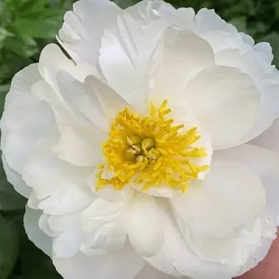 Пион ДУБЛИН травянистый  Пион ДУБЛИН травянистый в Москве