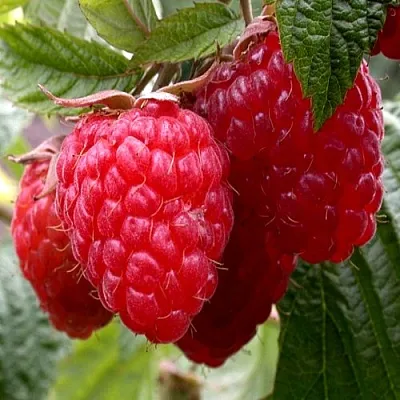 Малина КВЕЛЛИ  Малина КВЕЛЛИ в Москве