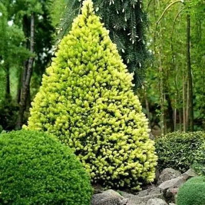 Ель РЕЙНБОУЗ ЭНД сизая  Ель РЕЙНБОУЗ ЭНД сизая в Москве