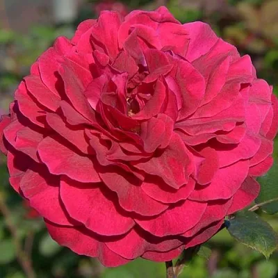 Саженцы роз БЕЛЬВЬЮ чайно-гибридная  Саженцы роз БЕЛЬВЬЮ чайно-гибридная в Москве