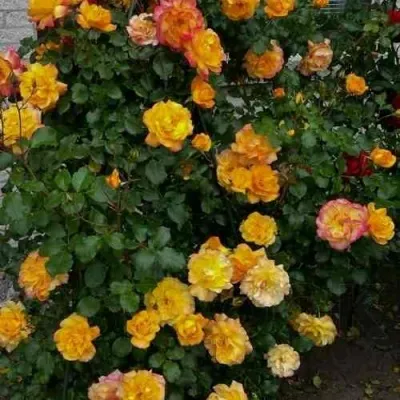 Саженцы роз САХАРА плетистая — описание сорта Саженцы роз САХАРА плетистая в Москве