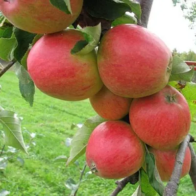 Яблоня ПИККОЛО  Яблоня ПИККОЛО в Москве