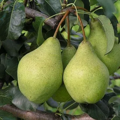 Груша ОРЛОВСКАЯ ЛЕТНЯЯ  Груша ОРЛОВСКАЯ ЛЕТНЯЯ в Москве