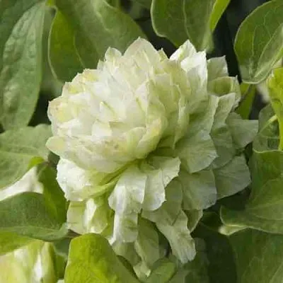 Клематис КОХАНА  Клематис КОХАНА в Москве