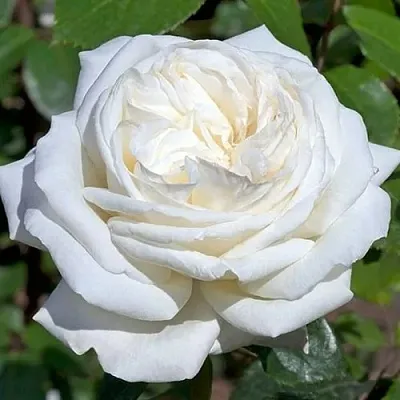 Саженцы роз ЛОМОНОСОВ чайно-гибридная  Саженцы роз ЛОМОНОСОВ чайно-гибридная в Москве