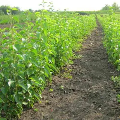 Подвой черешни ДИКАЯ ЧЕРЕШНЯ — описание сорта Подвой черешни ДИКАЯ ЧЕРЕШНЯ в Москве