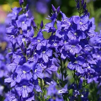 Вероника австрийская  Вероника австрийская в Москве