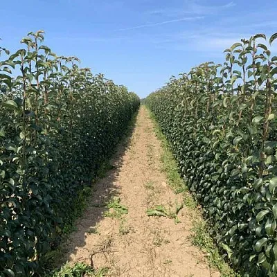 Саженцы почтой и ТК в Москве