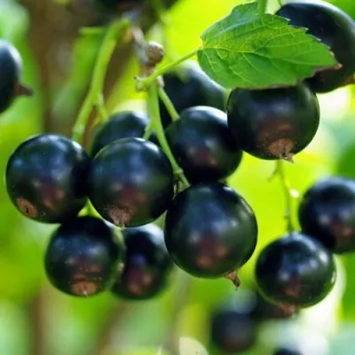 Смородина чёрная ВЕЛОЙ (ЛЕНИНГРАДСКАЯ СЛАДКАЯ) — описание сорта Смородина чёрная ВЕЛОЙ (ЛЕНИНГРАДСКАЯ СЛАДКАЯ) в Москве